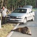 Auto und totes Wild